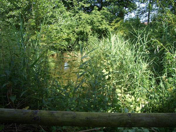 Biotop Grüenfeld